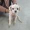 (포천시)말티즈 보호중입니다.(암컷)