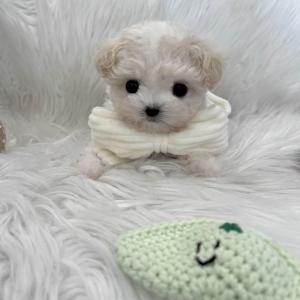 [30만원] 크림말티푸 공주님 가족을 찾아요 ❤