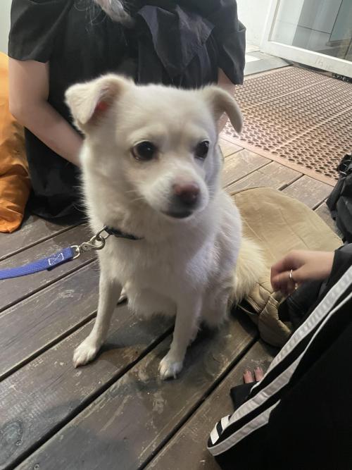 서울대입구역 강아지 믹스 ??