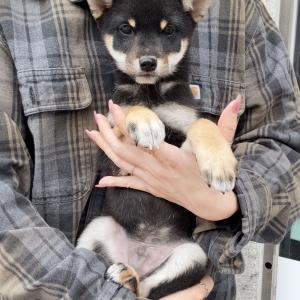 블랙탄 시바견 분양시기 놓쳐 분양 보냅니다ㅠㅠ