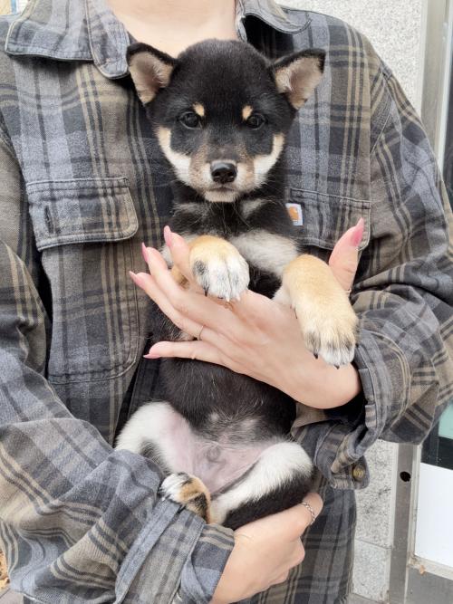 블랙탄 시바견 분양시기 놓쳐 분양 보냅니다ㅠㅠ