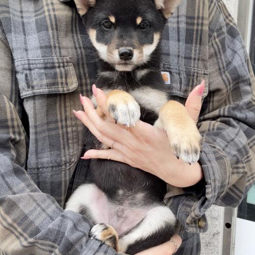 블랙탄 시바견 분양시기 놓쳐 분양 보냅니다ㅠㅠ