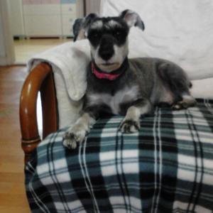 13년 함께한 가족같은 우리 슈나우저를 찾습니다..