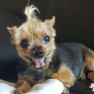 하늘이를 찾습니다