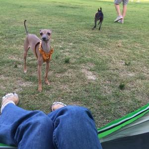 수원 서둔동 이탈리안그레이하운드 여아를 찾습니다.