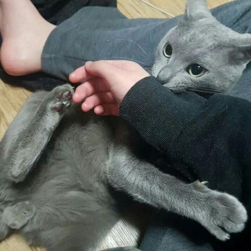 강서구 화곡2동 166-34 방주빌라 근처에서 잃어먹은 러시안블루 고양이를찾습니다