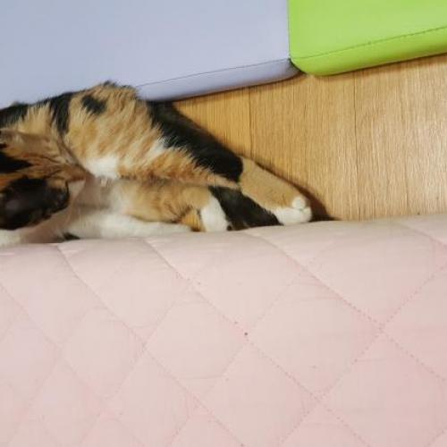 고양이찾아요ㅜㅜㅜ