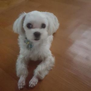 부천 중동 말티즈 집나갔어요.