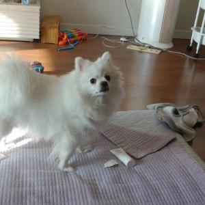 제 9년 동반자 우동이를 찾아주세요 ㅠㅠ