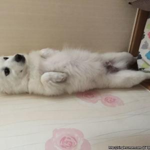 강아지를 누가 데려간것같아요ㅠㅠ