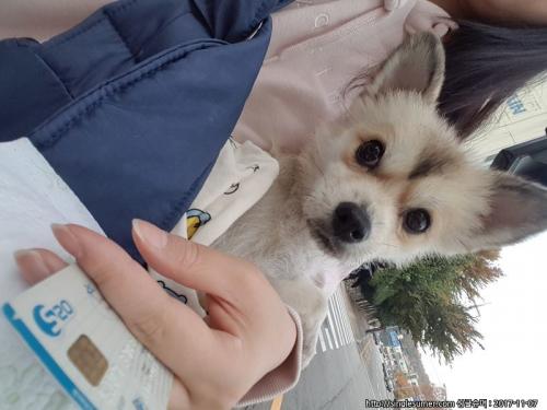 군포 삼천리자전거부근 ㅡ포메