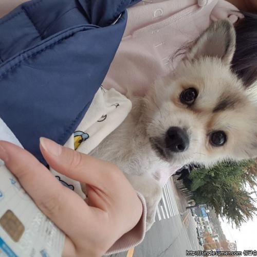 군포 삼천리자전거부근 ㅡ포메