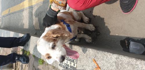 흰색+갈색점박이 코카스파니엘 수컷 잃어버리신분!!