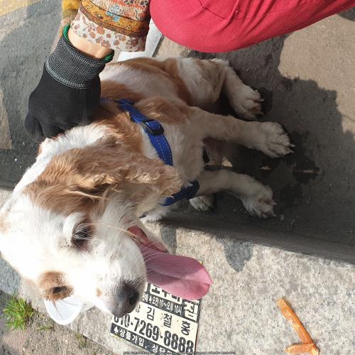 흰색+갈색점박이 코카스파니엘 수컷 잃어버리신분!!