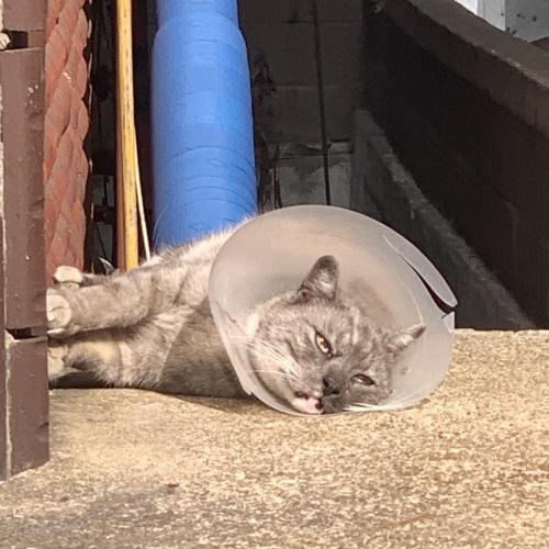고양이 주인찾아요 !