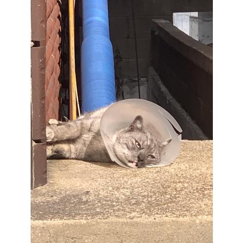 고양이 주인찾아요 !