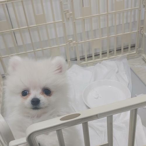 포메 남아 분양