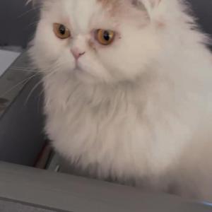페르시안 고양이 무료분양합니다
