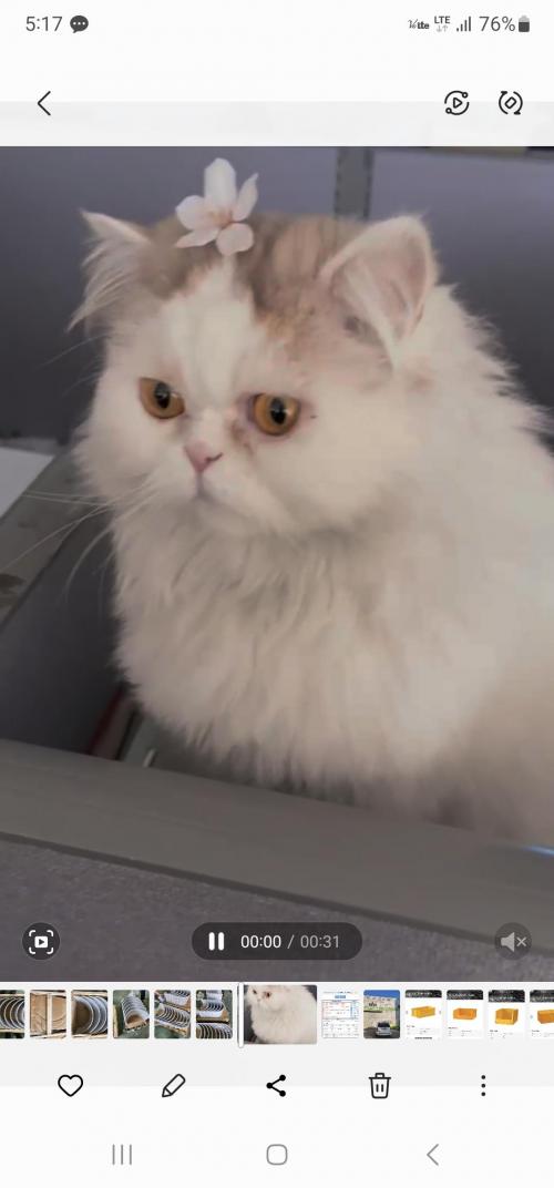 페르시안 고양이 무료분양합니다