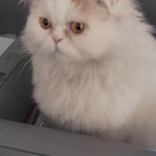 페르시안 고양이 무료분양합니다