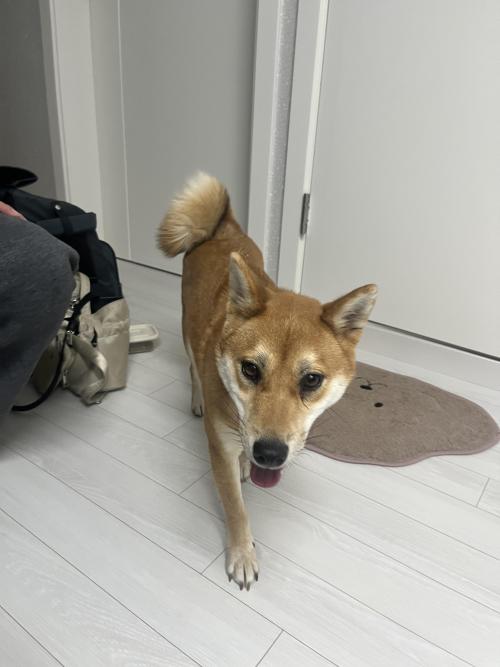 중곡역 근처에서 강아지 잃어버리신분 찾습니다