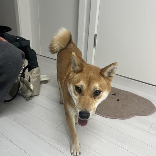 중곡역 근처에서 강아지 잃어버리신분 찾습니다