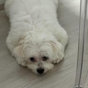 상도동 신대방삼거리역 성대시장 강아지찾습니다