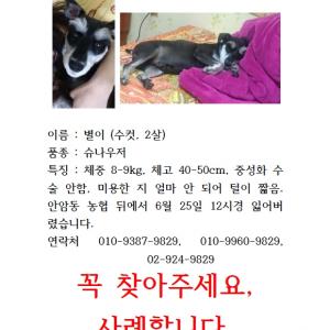 슈나우저, 검정/흰색, 수컷, 2살, 서울 안암동 근처에서 잃어버렸습니다.