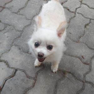 강아지를 찾습니다