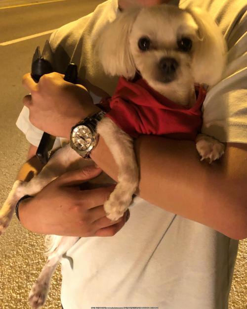 중구 영종도 말티즈 수컷 보호 중입니다.