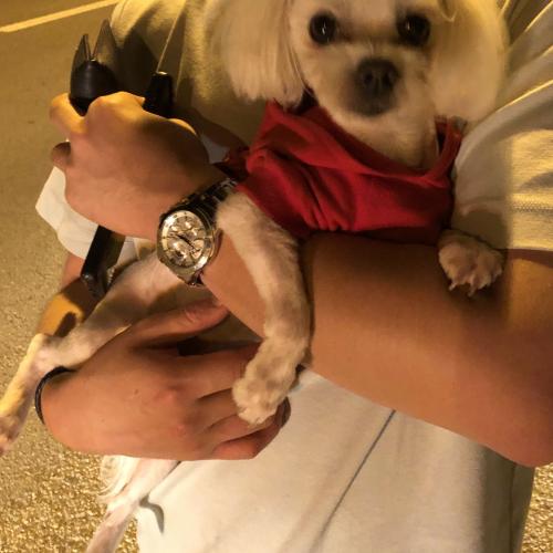 중구 영종도 말티즈 수컷 보호 중입니다.