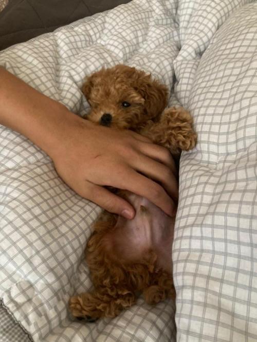 3개월된 갈색 푸들 강아지를 찾습니다