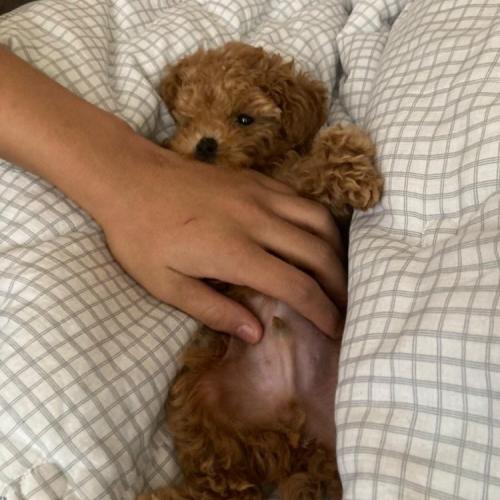 3개월된 갈색 푸들 강아지를 찾습니다