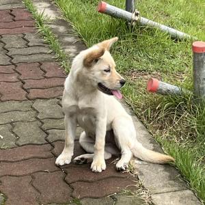 사람을 좋아하는 여아 강아지 찾습니다.. 개장수가 봤을까 두려워요