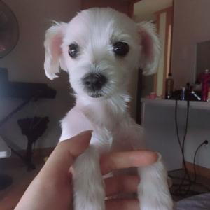 말티즈/여아/6살/눈물자국도없는아이 분양원해요.