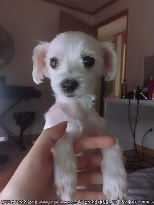 말티즈/여아/6살/눈물자국도없는아이 분양원해요.