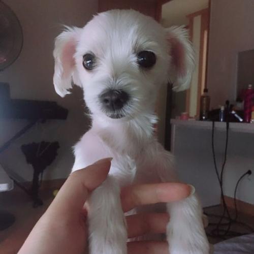 말티즈/여아/6살/눈물자국도없는아이 분양원해요.