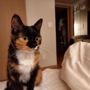 고양이를 찾아요