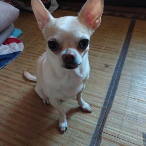 치와와 강아지를 찾습니다.