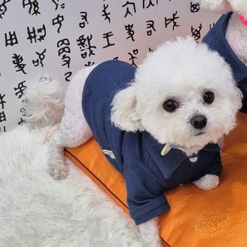 미니비숑