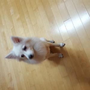 면목동에서 흰색 스피츠를 잃어버렸습니다