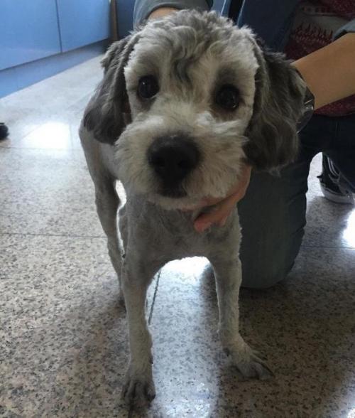 5.19일 구조/ 서울 왕십리역부근/ 실버푸들/남아 - 가족 찾았습니다