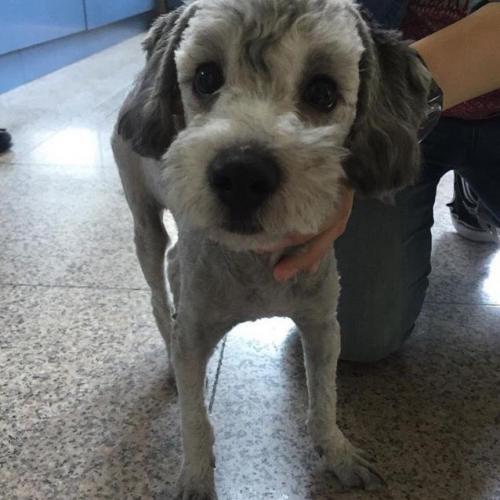 5.19일 구조/ 서울 왕십리역부근/ 실버푸들/남아 - 가족 찾았습니다