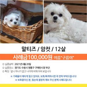 말티즈/암컷/중성화o  6월 20일 구매탄시장 부근  구름이를 찾아주세요 ㅠ