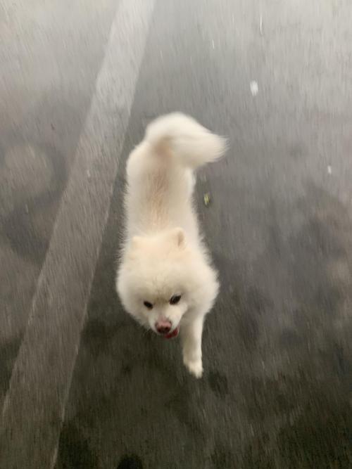 포메라니안 주인 찾아요. 흰색 포메라니안, 부산 수영구