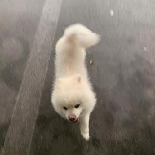 포메라니안 주인 찾아요. 흰색 포메라니안, 부산 수영구