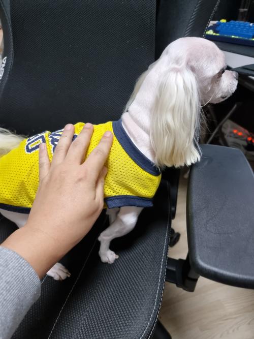 서울 금천구 시흥동 노란색옷입은 마르티즈 보호중