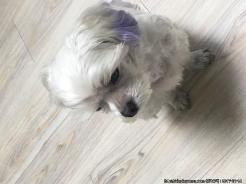 북수원 조원동 조원초등학교 근처 말티즈