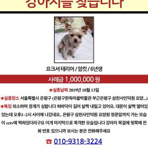 강아지 찾았습니다!