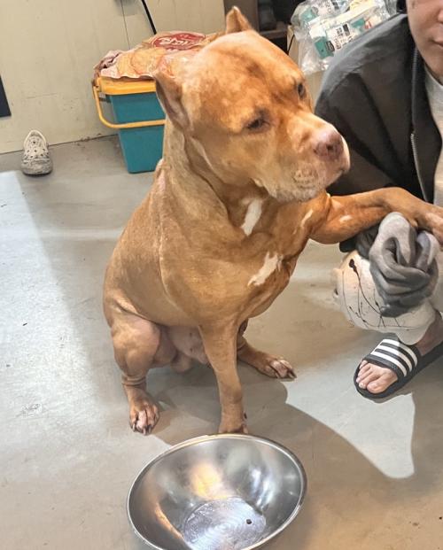 똑똑하고 순한 핏불테리어의 가족을 찾습니다.